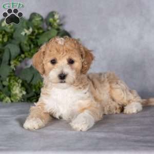Belle, Bich-Poo Puppy